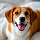 Smiling dog wearing a comfortable collar, representing pet happiness